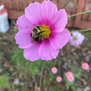 Meet your Posher, Allyson